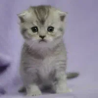 بچه های بریتیش اصیل(چهارباغ بالا)