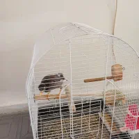 مرغ مینا