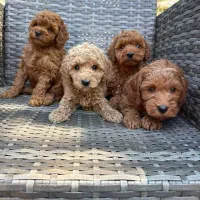 توله سگ توی پودل نسکافه ۶۰ روز