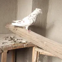 کفتر پرنده|پرنده|محمدیه-قزوین, |دیوار