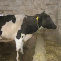 گاو ابستن هلشتاین شیری  یه هفته مونده به زایمان