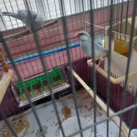 فنچ نرگسی مولد|پرنده|رشت, حمیدیان|دیوار