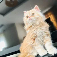 بریتیش مو بلند گارفیلدی کاراملی پسر بغلی ۱۲۵۰۰ ت|گربه|تهران, ستارخان|دیوار