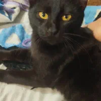 واگذاری گربه کاملا اهلی و خونگی حدود 4 ماهه|گربه|بندر انزلی, صابرحنان|دیوار