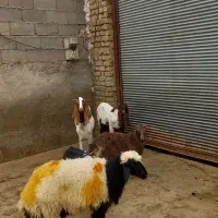بره نر