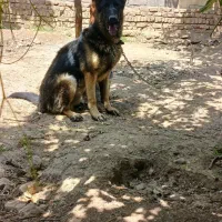 سگ ژرمن|سگ|تهران, تهرانسر شمالی|دیوار