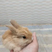 خرگوش|موش و خرگوش|زابل, |دیوار