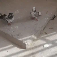 کبوتر|پرنده|ساوه, |دیوار