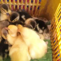 جوجه اردک هلندی سرحال یک روزه تا ۵ روزه