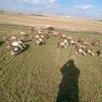 محلی بوقلمون|حیوانات مزرعه|کاکاوند, |دیوار