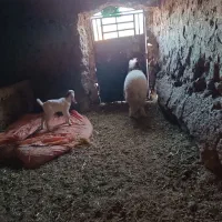 بره گشبور سنجابی|حیوانات مزرعه|تایباد, |دیوار