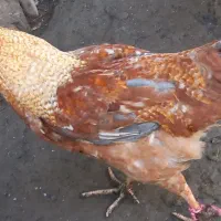 10عدد خروس های جوان وآواز خوان محلی|حیوانات مزرعه|رشت, بوسار|دیوار