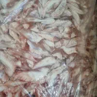 اسکلت مرغ