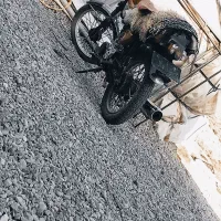 موتورسیکلت 150دست ساز|موتورسیکلت|تفتان, |دیوار