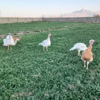 بوقلمون محلی|حیوانات مزرعه|بیستون, |دیوار