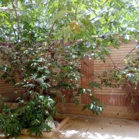 اجاره آپارتمان ۶۰۰ متری ۱ خوابه همکف در دستگرده|اجارهٔ آپارتمان|اصفهان, دستگرده|دیوار