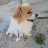 سگ پامر باهوش کاملا خانگی