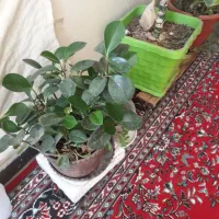 چند عدد گل زیبا|گل و گیاه طبیعی|یاسوج, |دیوار