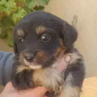 فروش توله سگ فانتزی ترییر|سگ|شیراز, شهرک امیر کبیر|دیوار