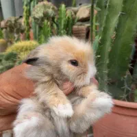خرگوش لوپ ۲۰۰ تومان