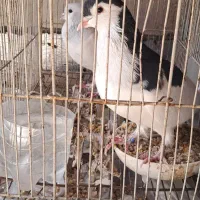 یال الماسی نر|پرنده|شیراز, پودنک|دیوار