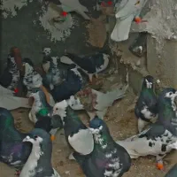 کبوتر|پرنده|جره و بالاده, |دیوار