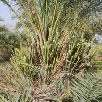 نخل|خدمات باغبانی و درختکاری|چمران, |دیوار