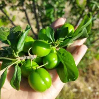 هم سرمایه‌گذاری هم لذت باغدار شدن|فروش زمین و ملک کلنگی|تهران, شهرک دانشگاهی|دیوار