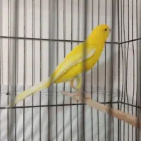 قناری نر رسمی