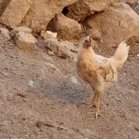 سه عدد خروس محلی۳۷۰