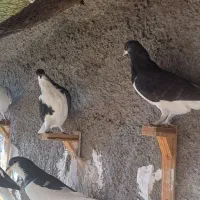 ساده سیاه|پرنده|ملکآباد, |دیوار