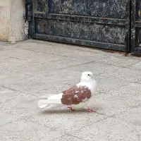 سلام|پرنده|اندیمشک, |دیوار