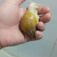 حلزون آلبینو|خزنده|پاکدشت, پاکدشت (مامازند)|دیوار