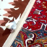 عروس هلندی گمشده|پرنده|کرج, اکبرآباد|دیوار