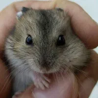 تعدادی همستر کوچولو وناز