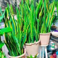 گل پروانه ای|گل و گیاه طبیعی|کرمانشاه, |دیوار