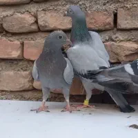 کبوتر|پرنده|بیرجند, |دیوار