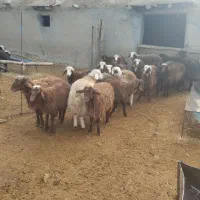 ۱۸عدد بره نر