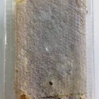 عسل کریستال سراب|خوردنی و آشامیدنی|تهران, مرزداران|دیوار