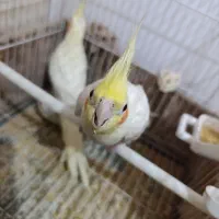 عروس هلندی (جفت ، جوجه دستی ، نر بالغ)