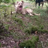 سگ گالشی واسه مال گالشی خوبه