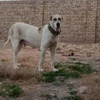 ماده گردن کلفت