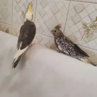دوعدد عروس بسیار زیبا دونخور هستند دونه ای 700|پرنده|بیرجند, |دیوار