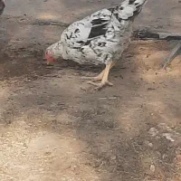 مرغ و خروس فروشی محلی|حیوانات مزرعه|کورین, |دیوار