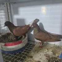 مینا سرخ وماده سرخ کرمانی