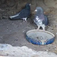 جفت خشرنگ یقه کیپ تمیز|پرنده|جوزار, |دیوار