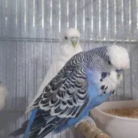 مرغ عشق انگلیسی لانگ هد