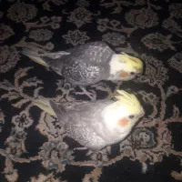 فروش تعدای جوجه عروس هلندی|پرنده|اسلام‌شهر, شهرک مفیدی|دیوار