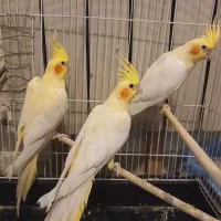 عروس هلندی نر لوتینو بالغ