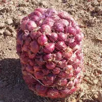 پیازعمده درجه یک اسلام آباد غرب|عمده‌فروشی|حمیل, |دیوار